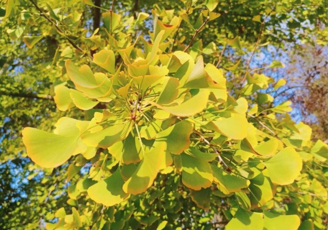 清肺保健品大比拼